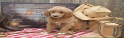 Goldendoodle dogs for sale: Reese - Ad 1