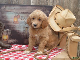 Goldendoodle dogs Reese - Ad 28