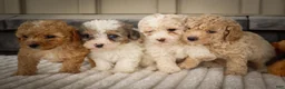 Miniature Poodle dogs for sale: Jenson ✨ - Ad 21