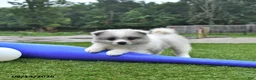 Pomeranian dogs for sale: Liam - Ad 3