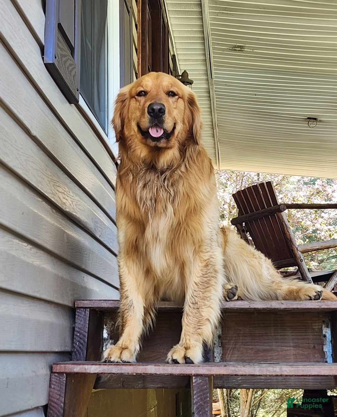 Golden Retriever dogs for sale: Pumpkin - Ad 6