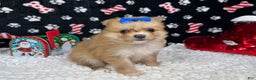 Pomeranian dogs for sale: Pomeranian Puppy 3 - Ad 2