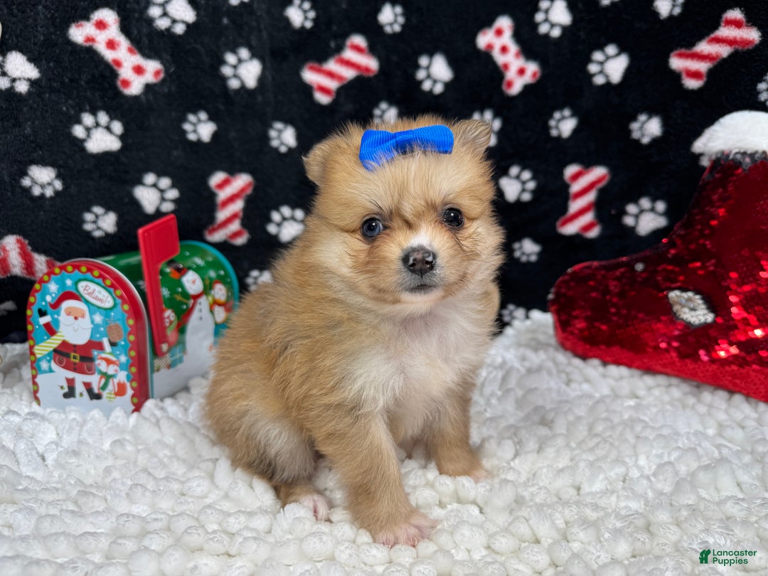 Pomeranian dogs for sale: Pomeranian Puppy 3 - Ad 2
