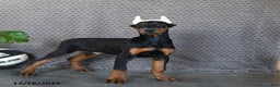 Doberman Pinscher dogs for sale: Zues - Ad 3