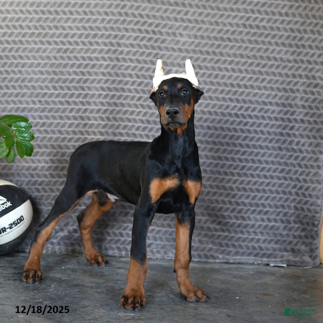 Doberman Pinscher dogs for sale: Zues - Ad 3