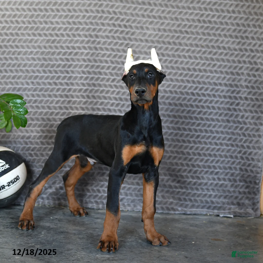 Doberman Pinscher dogs for sale: Zues - Ad 3