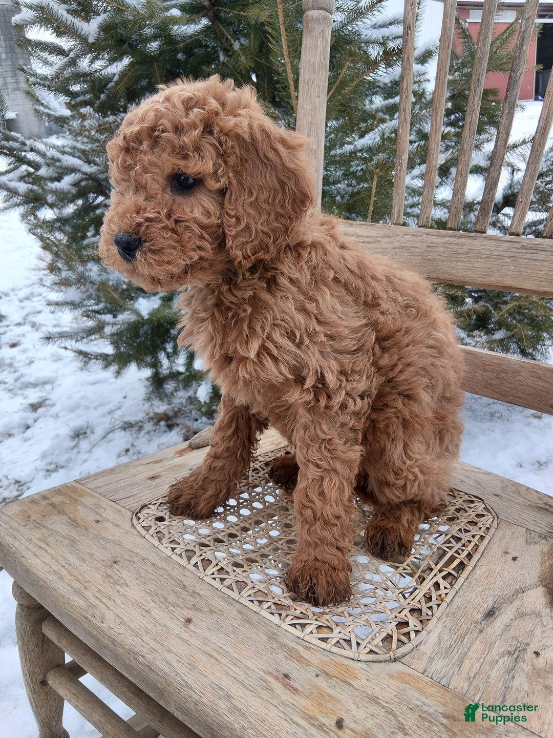 Irish Doodle dogs for sale: F1B Penny - Ad 3