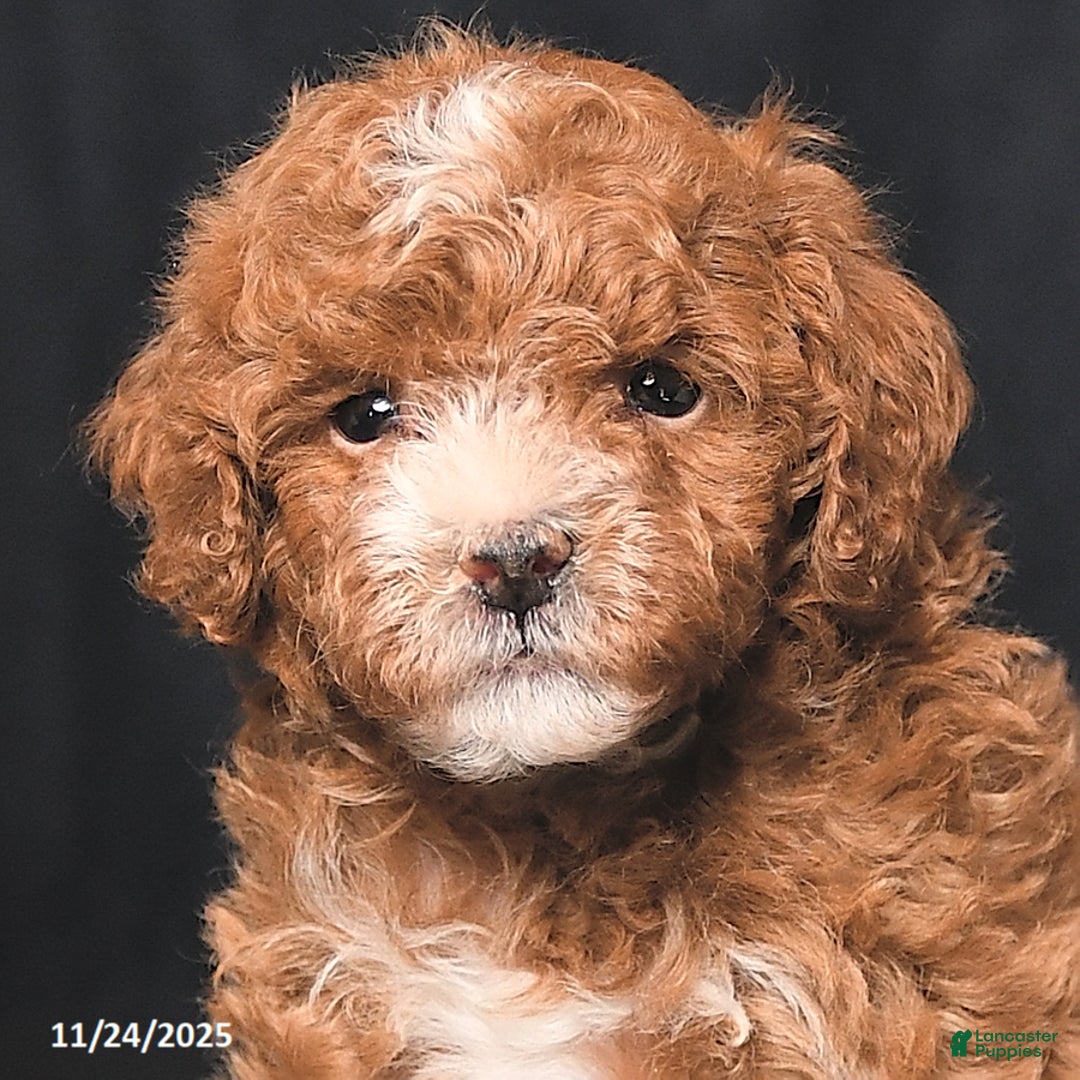 Toy Poodle dogs for sale: Tiny Dancer - Ad 5