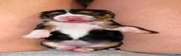 Beagle dogs for sale: Beagle Puppy 2 - Ad 2