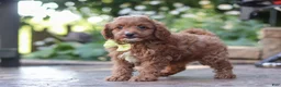 Cavapoo dogs for sale: Justin - Ad 4