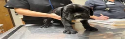 Boxer dogs for sale: Rio AKC Euro - Ad 7