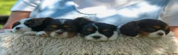 Cavalier King Charles Spaniel dogs for sale:  Arthur 🐶 - Ad 21