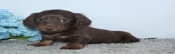 Miniature Dachshund dogs for sale: Lyle - Ad 3