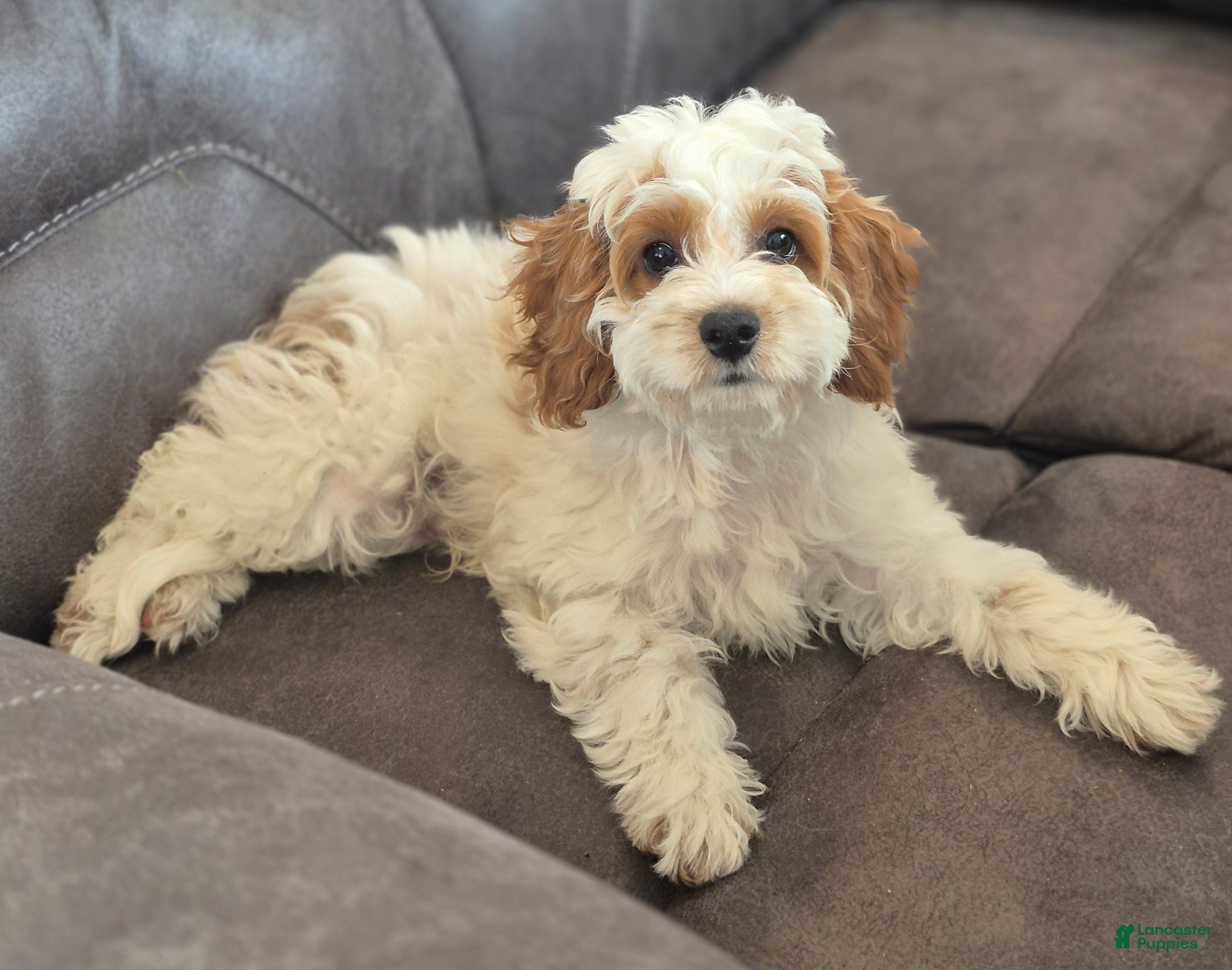 Cockapoo dogs Mason - Ad 2
