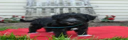 Schnoodle dogs for sale: Bella   - Ad 3