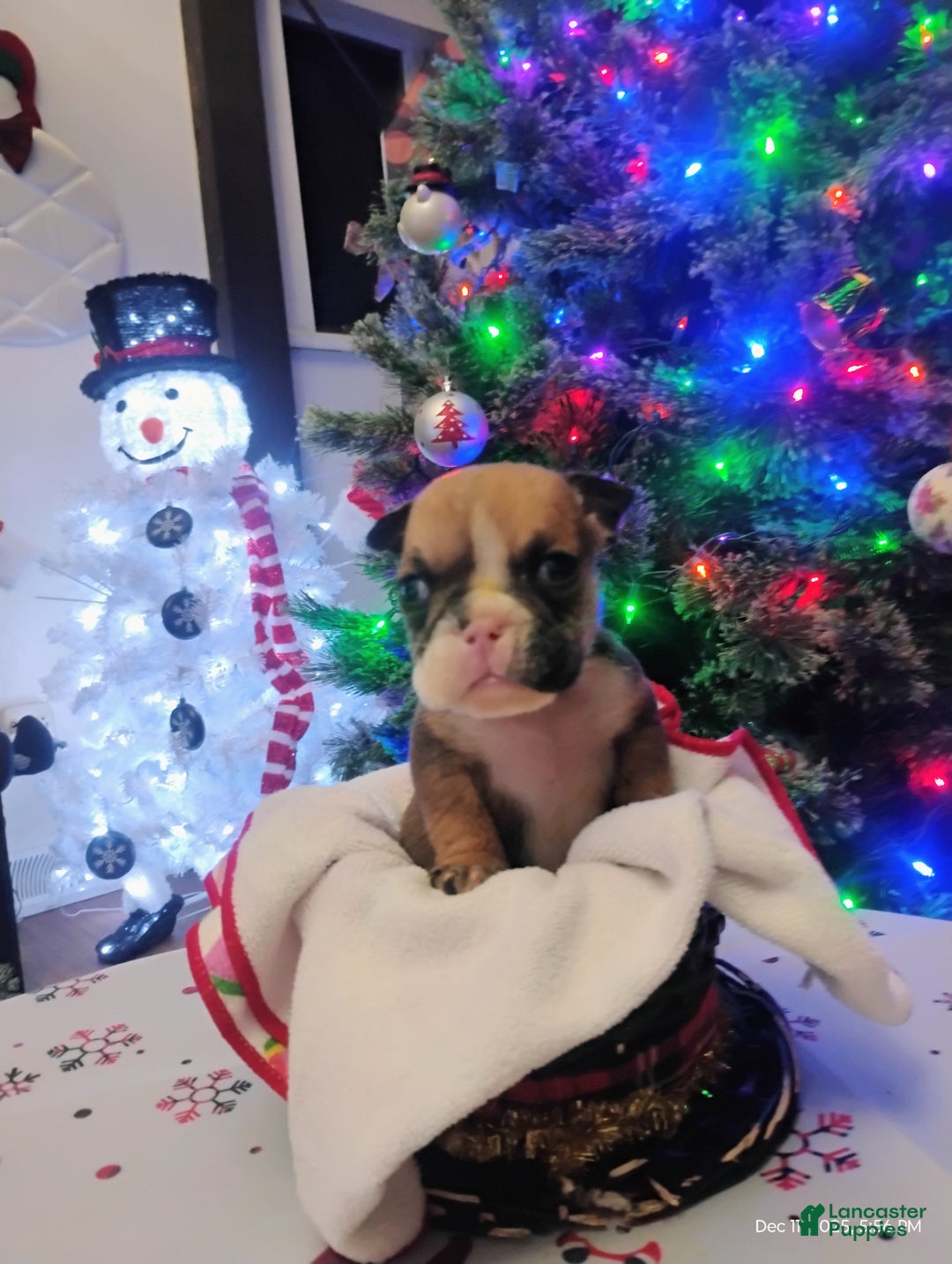 English Bulldog dogs for sale: Peanut  - Ad 2