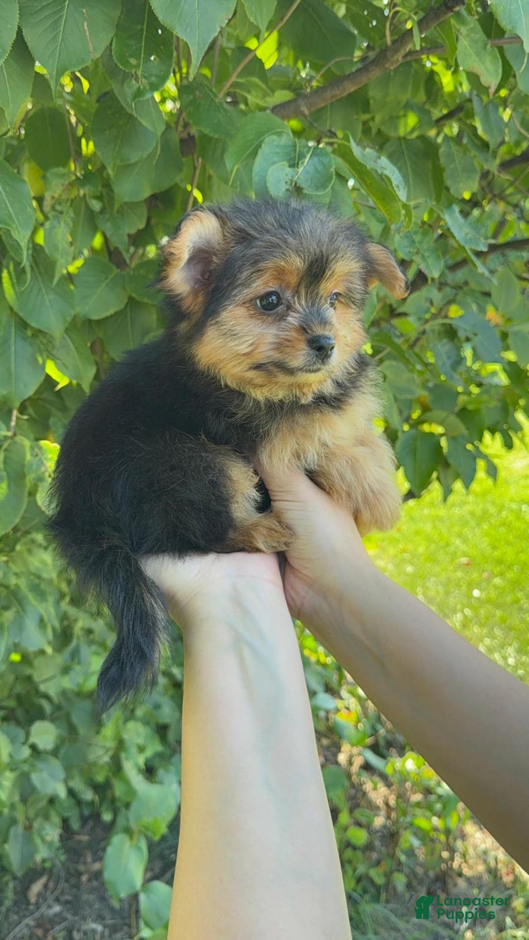 Designer Breed Yorkishire Terrier, Pomeranian for sale in Des