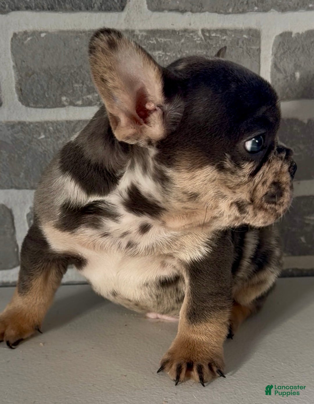 French Bulldog dogs for sale: Romeo  - Ad 3