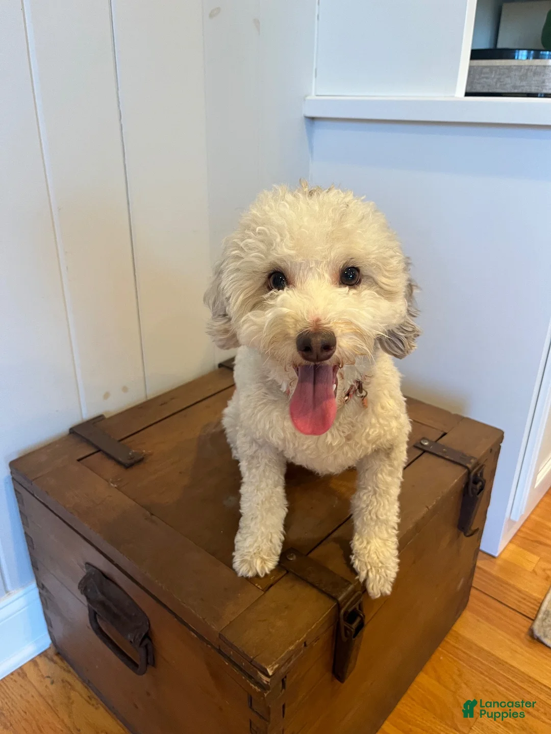Mini Aussiedoodle dogs for sale: Oak - Ad 5