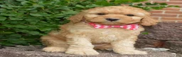 Mini Goldendoodle dogs for sale: Mini Gigi - Ad 11