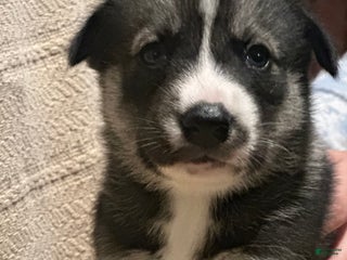 Siberian Husky dogs - Ad 42