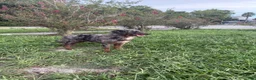 Aussiedoodle dogs for sale: Aussiedoodle 1 - Ad 2