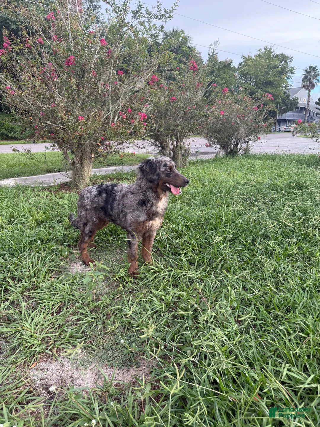 Aussiedoodle dogs for sale: Aussiedoodle 1 - Ad 2