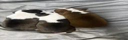 Boston Terrier dogs for sale: Boston Terrier Puppy 2 - Ad 2