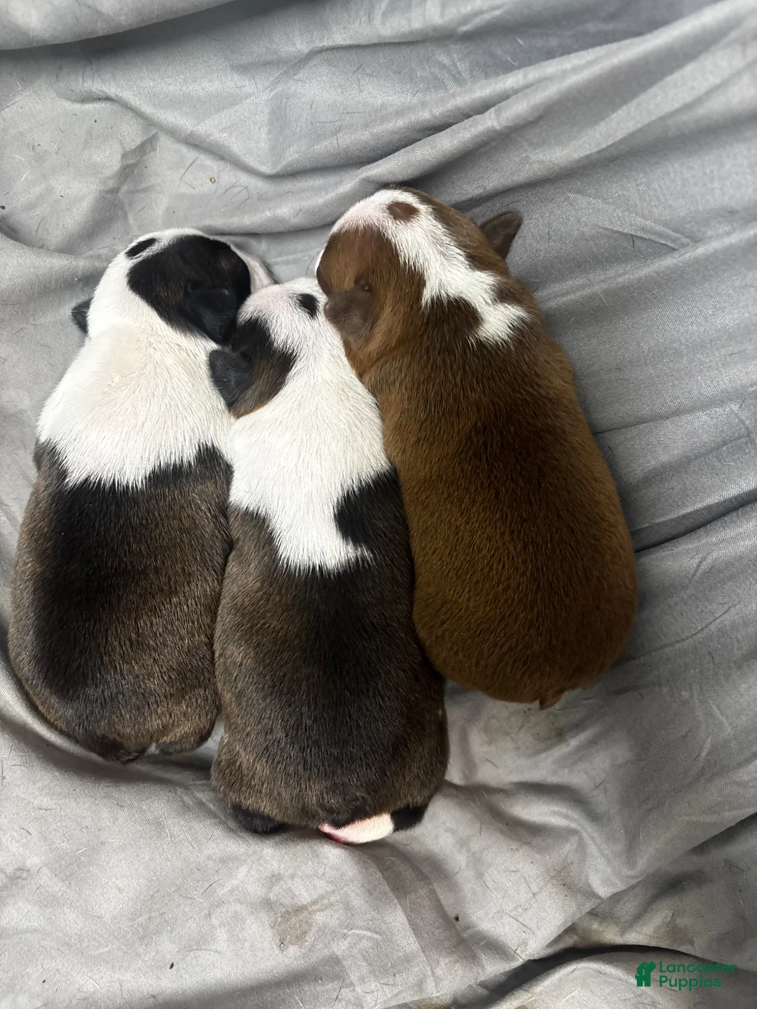Boston Terrier dogs for sale: Boston Terrier Puppy 2 - Ad 2