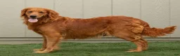 Goldendoodle dogs for sale: Tanner  - Ad 4