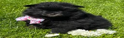 Pomeranian dogs for sale: Minx - Ad 5