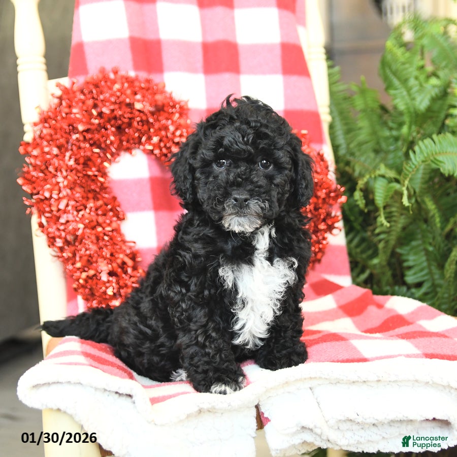 Havapoo dogs Petunia - Ad 7