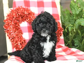 Havapoo dogs Petunia - Ad 7