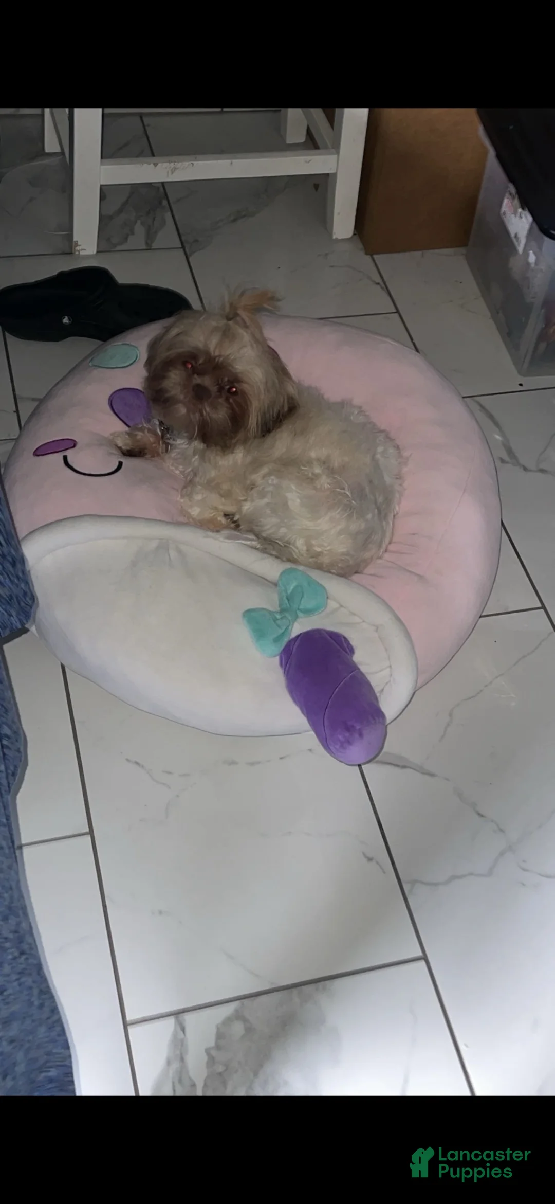 Shih Tzu dogs for sale: Shih Tzu 1 - Ad 6