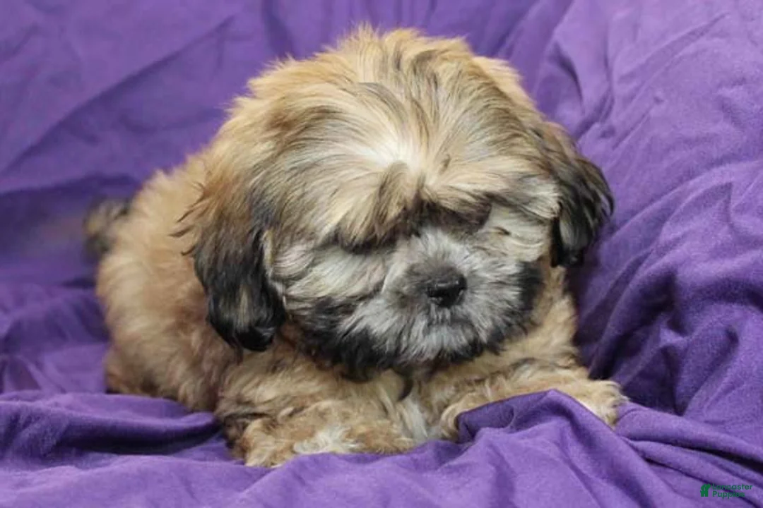 Shihpoo dogs for sale: Chewy - Ad 4