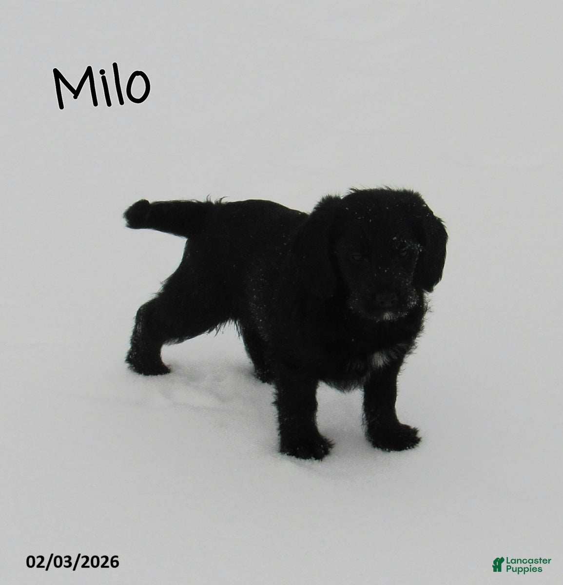 Labradoodle dogs Milo - Ad 2