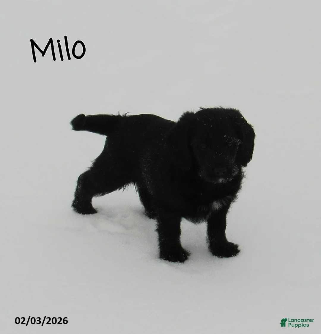 Labradoodle dogs for sale: Milo - Ad 3