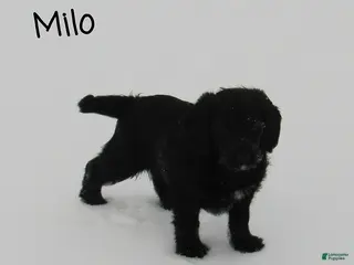 Labradoodle dogs Milo - Ad 2
