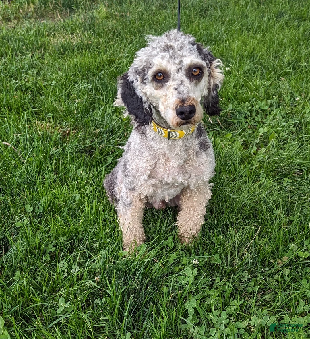 Mini Goldendoodle dogs for sale: Waffle - Ad 7