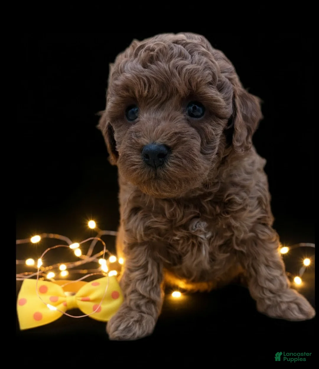 Toy Poodle dogs for sale: Toy Poodle Puppy 4 - Ad 21