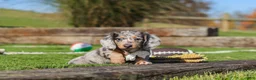Miniature Dachshund dogs for sale: Willow - Ad 1
