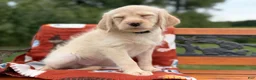 Labradoodle dogs for sale: Carly (Girl) - Ad 5