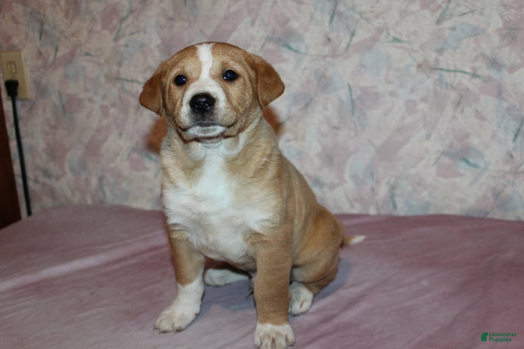 Goldador dogs for sale: Moose - Ad 5