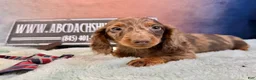 Miniature Dachshund dogs for sale: Chocolate dapple Russian Akc  - Ad 3