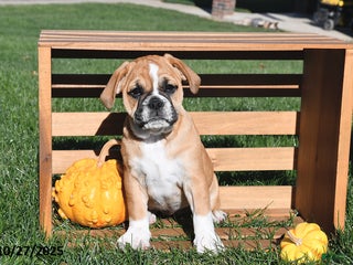 Other breed dogs - Ad 1