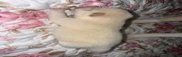 Mixed Breed dogs for sale: Aimée - Ad 4