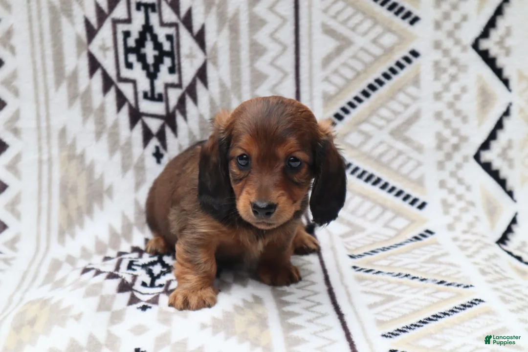 Miniature Dachshund dogs for sale: Mila  - Ad 1