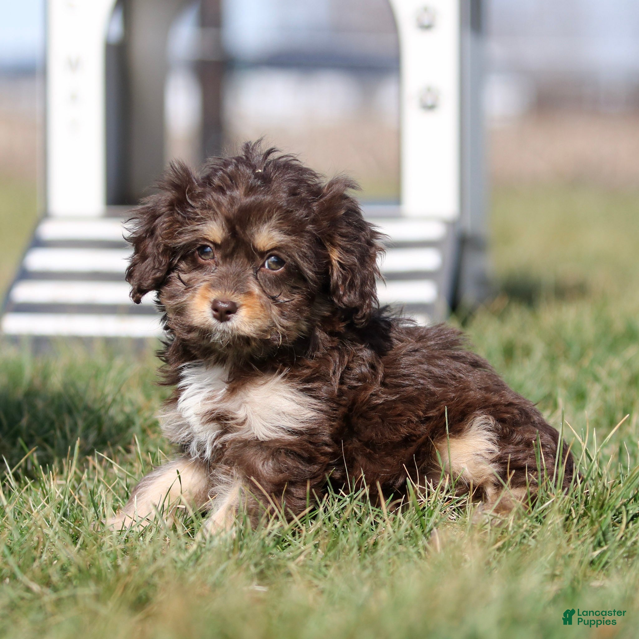 Cavapoo dogs Caramel - Ad 2