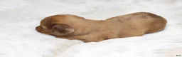 Dachshund dogs for sale: Missy - Ad 5