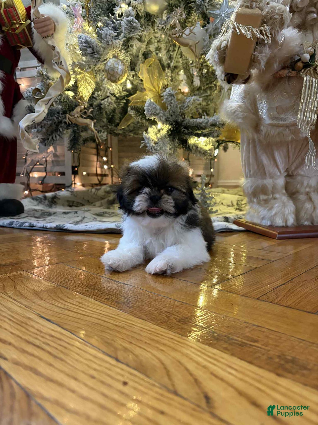 Shih Tzu dogs for sale: Ring - Ad 3